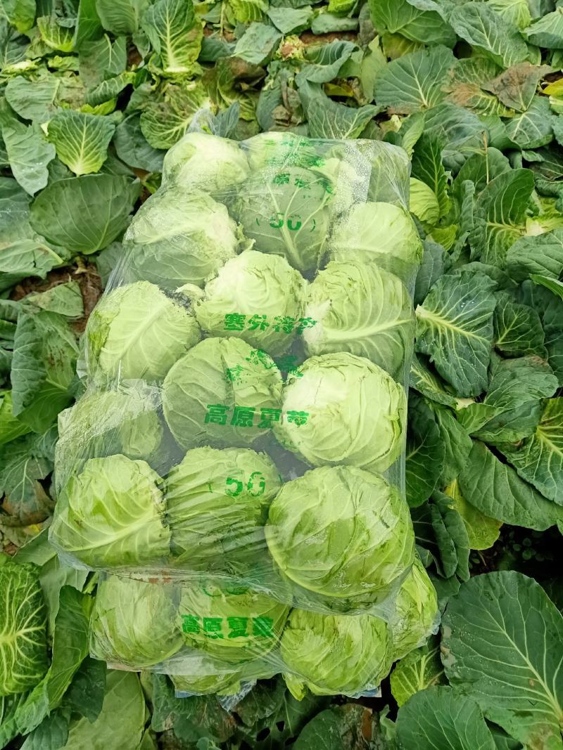 甘蓝，地头货价格优惠欢迎老板咨询