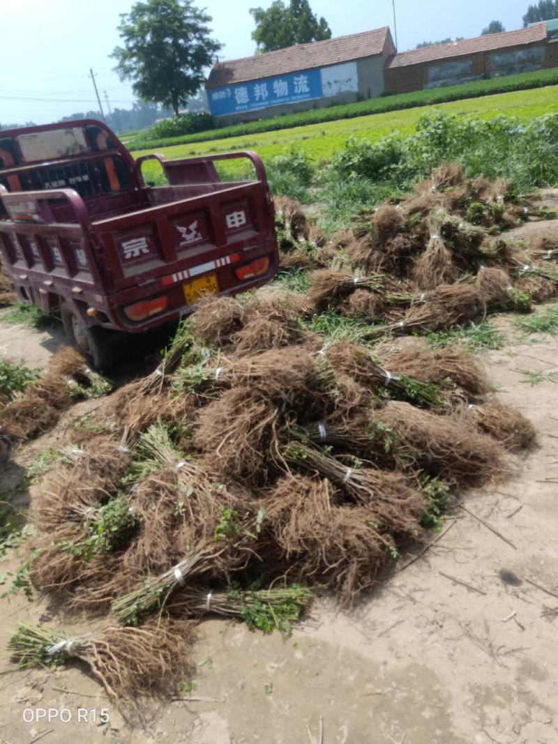 河南民权紫穗槐基地专供