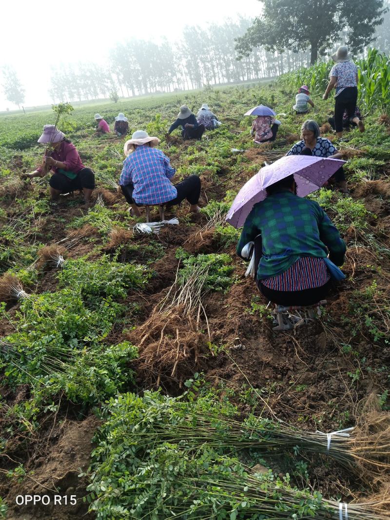 河南民权紫穗槐基地专供