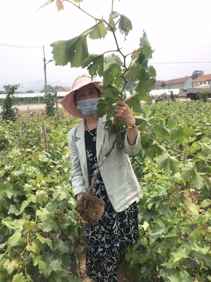 新品种新疆木纳格葡萄苗当年结果提子苗包品种