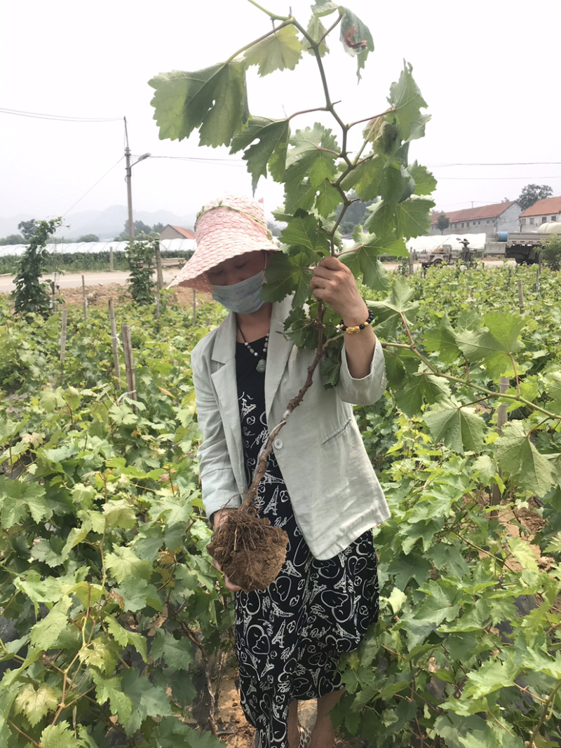 新品种新疆木纳格葡萄苗当年结果提子苗包品种