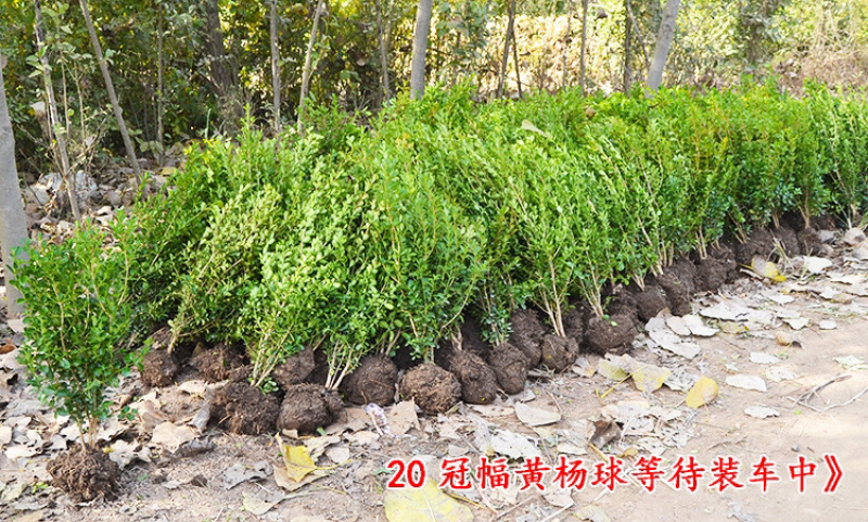 黄杨苗小叶黄杨苗瓜子黄杨苗四季常青量大价格优惠