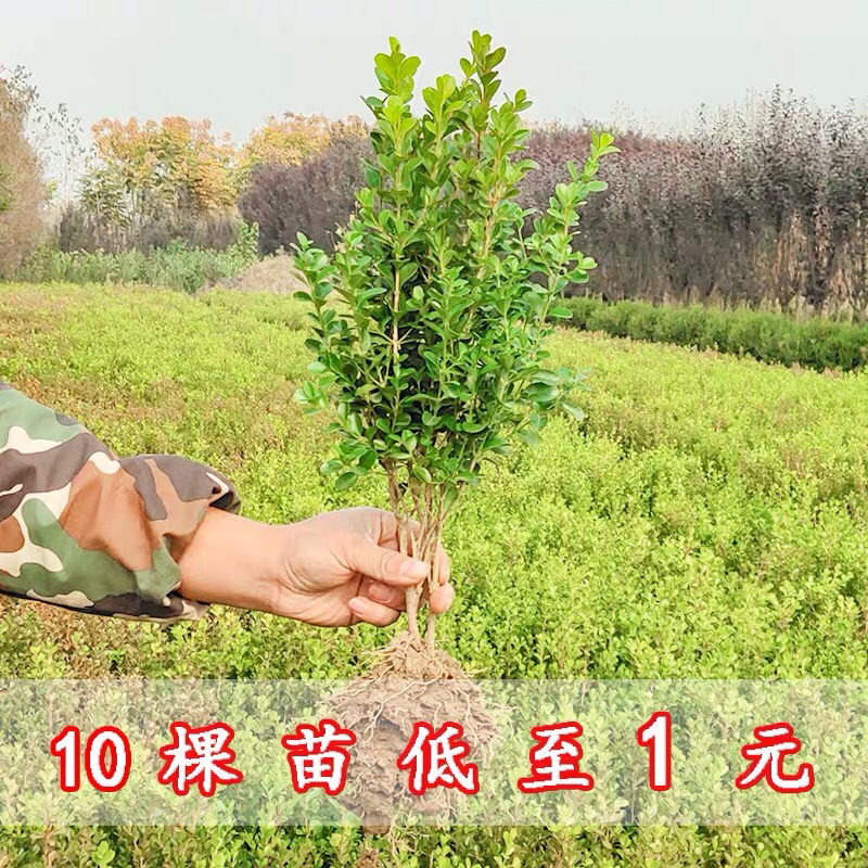 黄杨苗小叶黄杨苗瓜子黄杨苗四季常青量大价格优惠