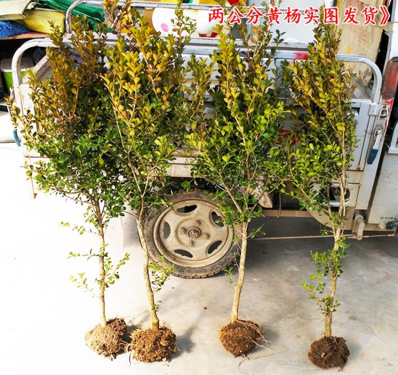 黄杨苗小叶黄杨苗瓜子黄杨苗四季常青量大价格优惠