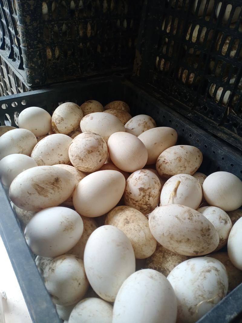 鹅蛋供应，本地鹅蛋土鹅蛋一件也可发货