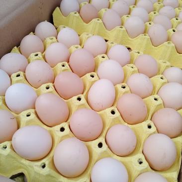 粉蛋，蛋黄韧度高蛋清粘稠，质量杠杠滴