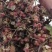 “大量”出售各种价位花椒，次货，通货，精品，样样都有