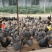 珍珠鸡。散养珍珠鸡，产蛋珍珠鸡，初产鸡，