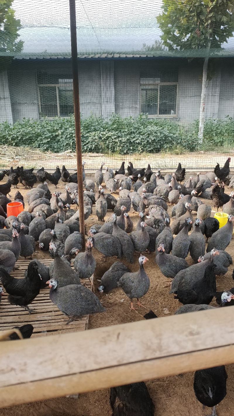 珍珠鸡。散养珍珠鸡，产蛋珍珠鸡，初产鸡，
