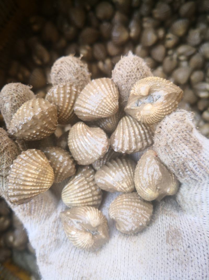 血蚶血蛤蜊50-60粒/斤蛤蜊毛蛤蜊
