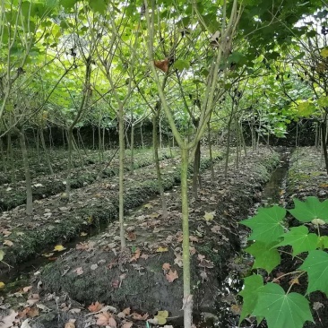 单杆木芙蓉，分支点统一，高度3米左右。基地直销。