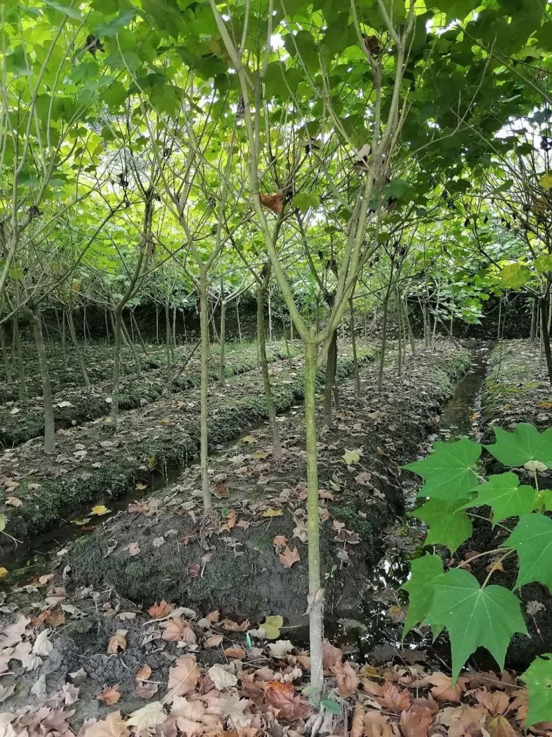 单杆木芙蓉，分支点统一，高度3米左右。基地直销。