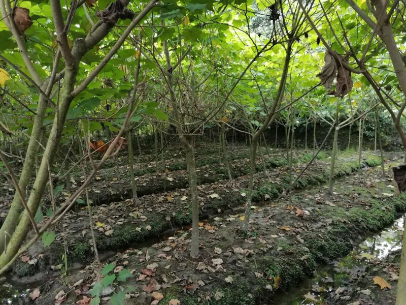 单杆木芙蓉，分支点统一，高度3米左右。基地直销。