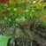 单杆木芙蓉，分支点统一，高度3米左右。基地直销。