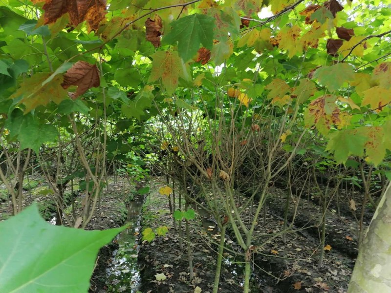单杆木芙蓉，分支点统一，高度3米左右。基地直销。