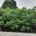 单杆木芙蓉，分支点统一，高度3米左右。基地直销。