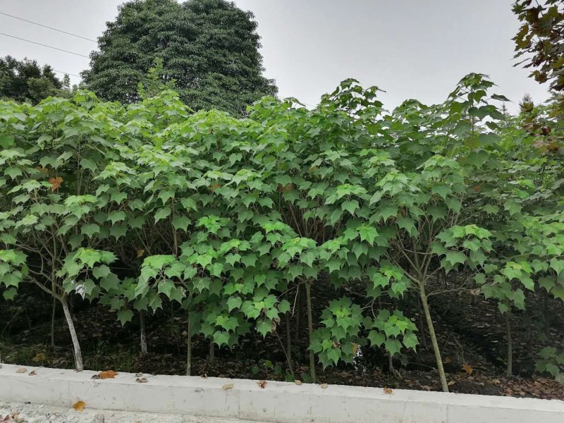 单杆木芙蓉，分支点统一，高度3米左右。基地直销。