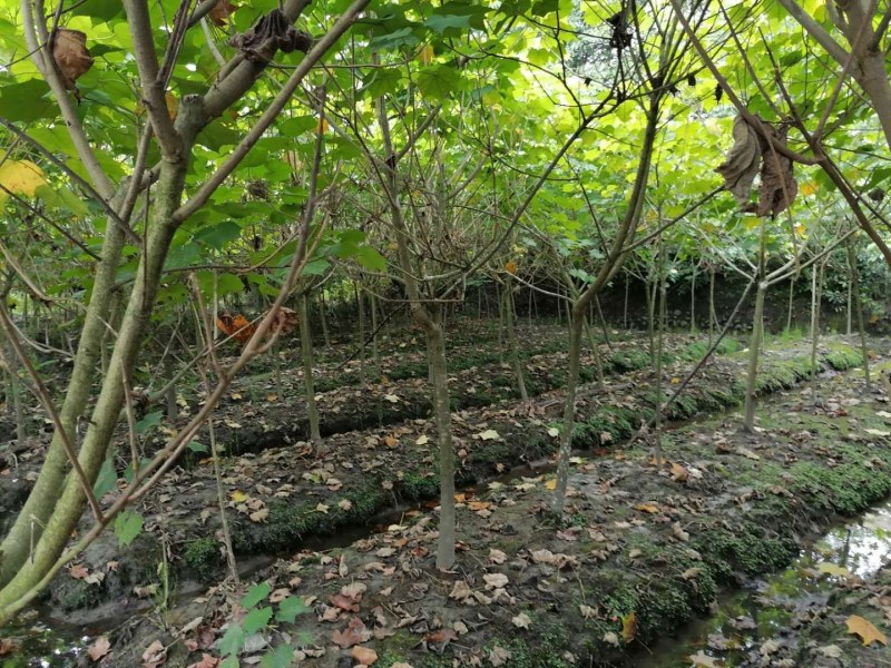 单杆木芙蓉，分支点统一，高度3米左右。基地直销。