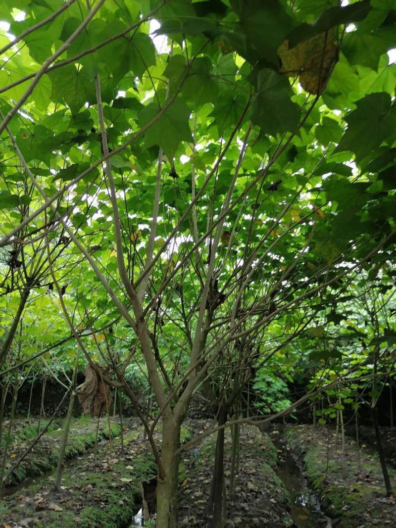 单杆木芙蓉，分支点统一，高度3米左右。基地直销。