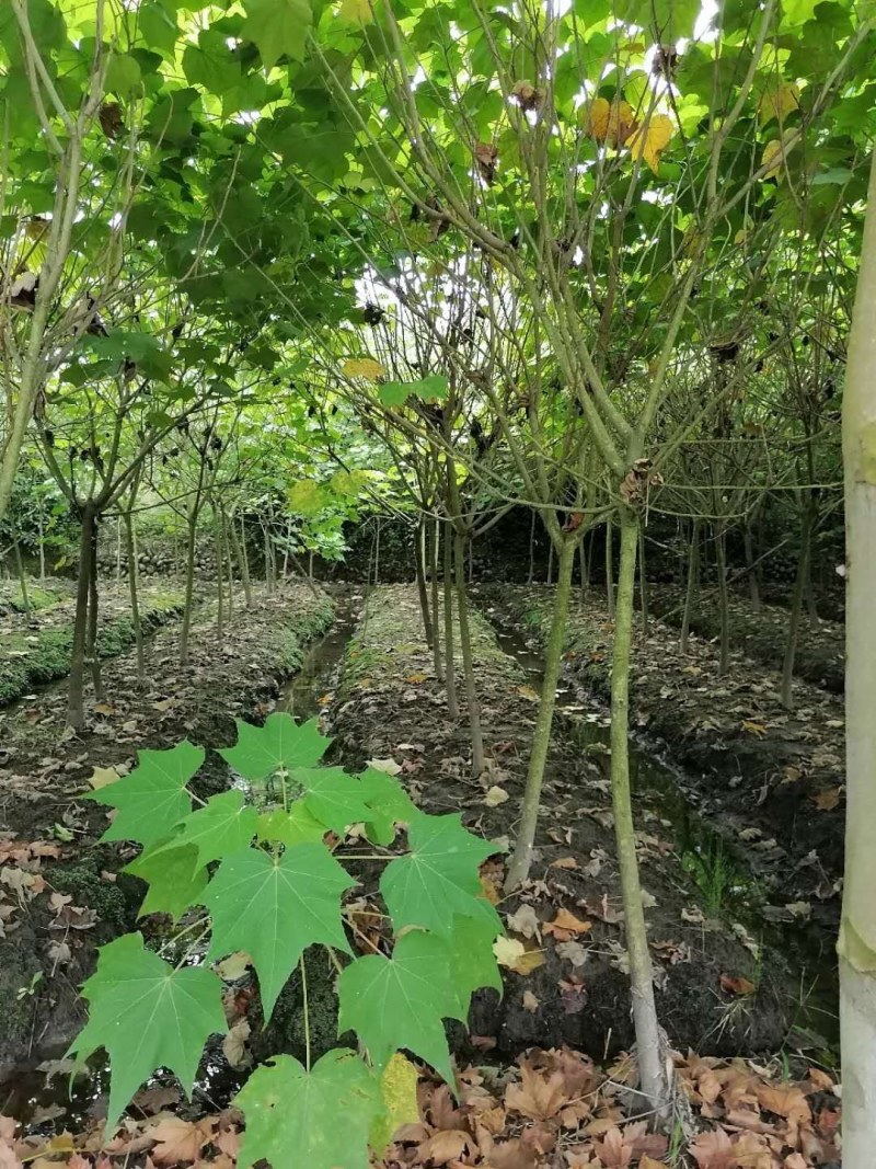 单杆木芙蓉，分支点统一，高度3米左右。基地直销。