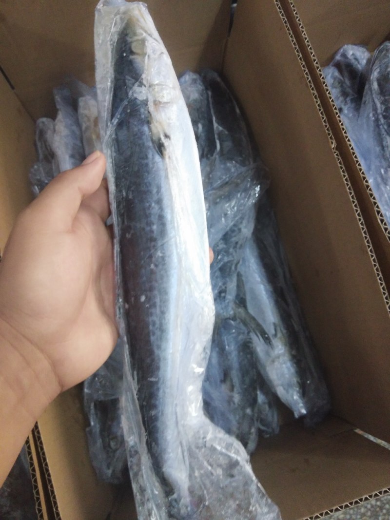鲅鱼马鲛鱼深海鲅鱼马鲛鱼0000000000