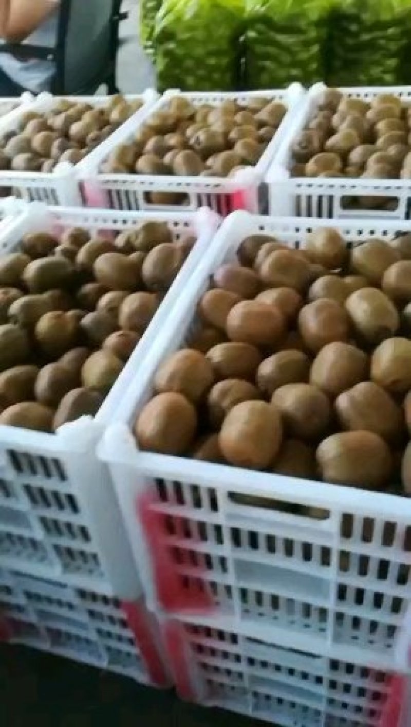 中国.陕西.眉县徐香猕猴桃