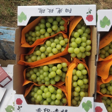 香甜可口，阳光玫瑰葡萄