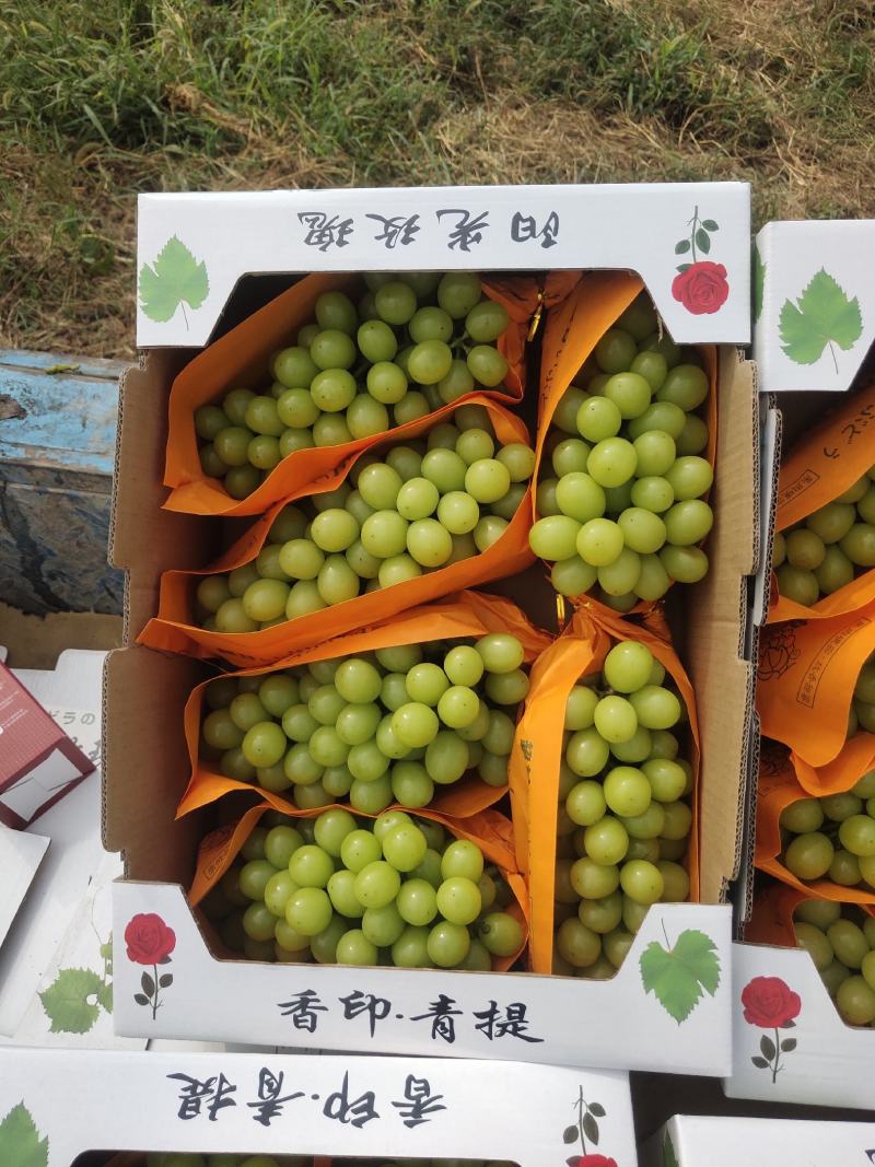 香甜可口，阳光玫瑰葡萄