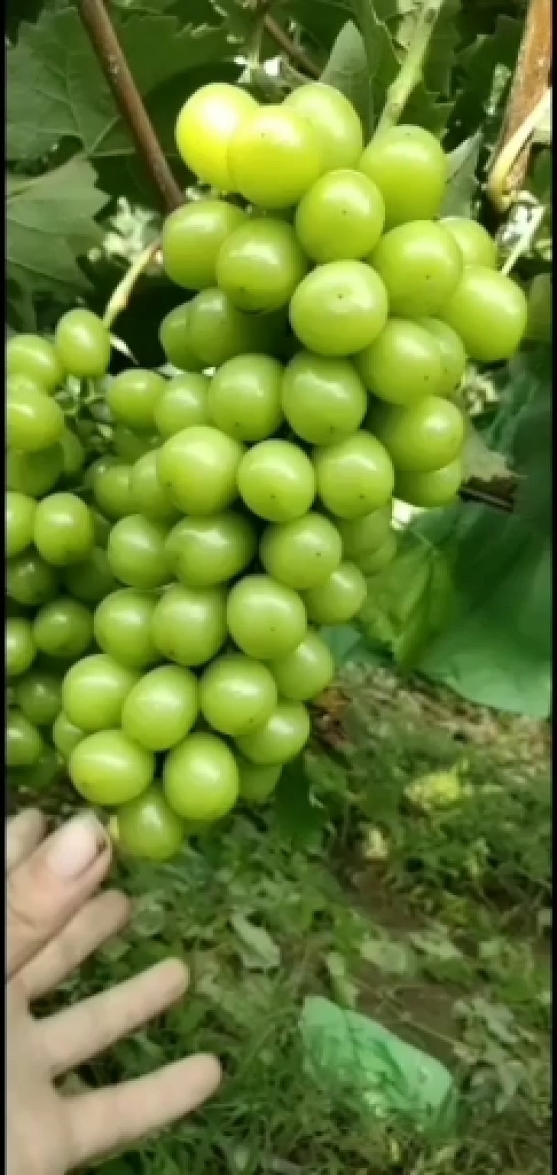 香甜可口，阳光玫瑰葡萄