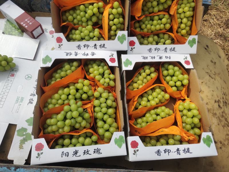 香甜可口，阳光玫瑰葡萄