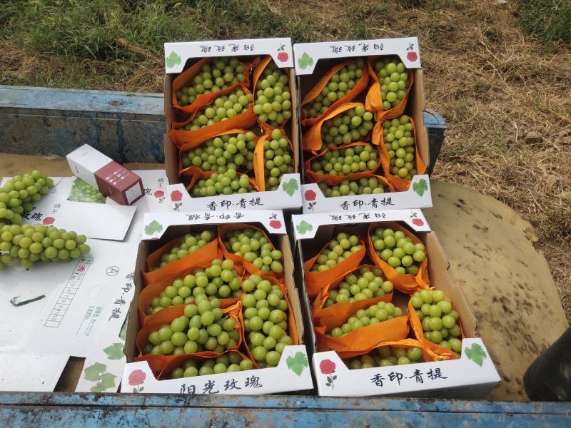 香甜可口，阳光玫瑰葡萄