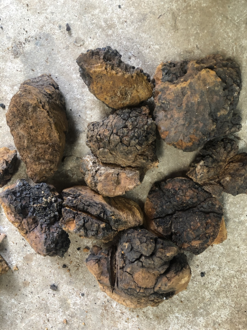 俄罗斯白华茸华树茸大货批发规格齐全保值保量