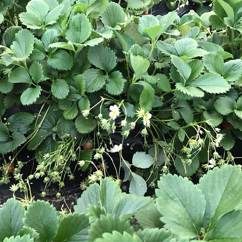 四季草莓苗基地直销当年结果保证成活可实地考察