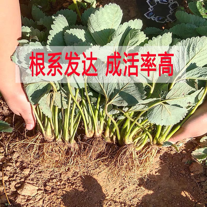 四季草莓苗基地直销当年结果保证成活可实地考察