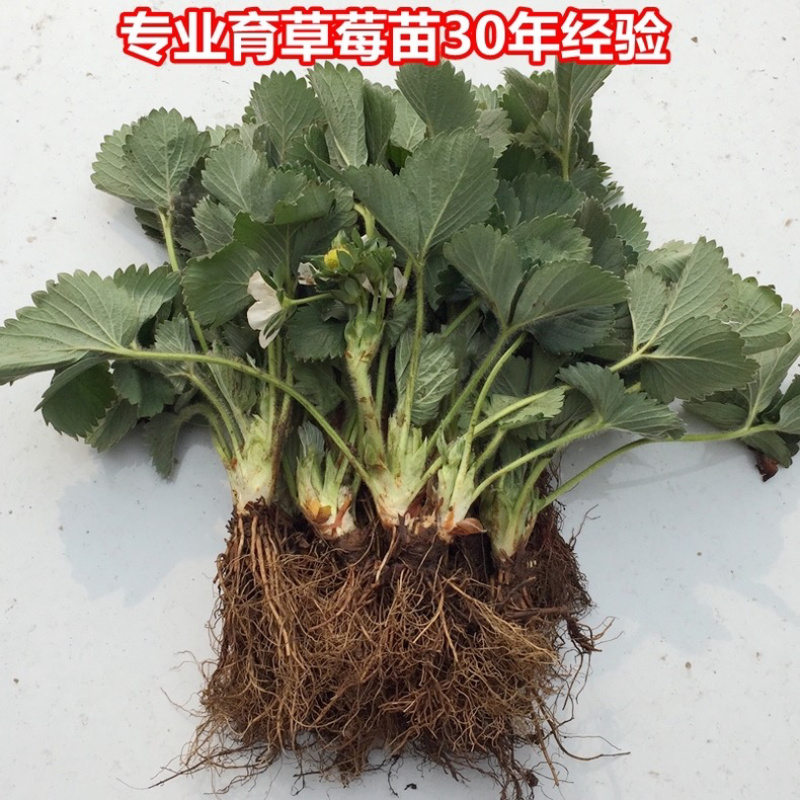 四季草莓苗基地直销当年结果保证成活可实地考察