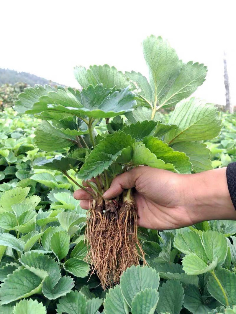 四季草莓苗基地直销当年结果保证成活可实地考察