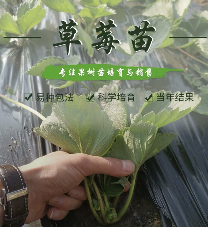 四季草莓苗基地直销当年结果保证成活可实地考察