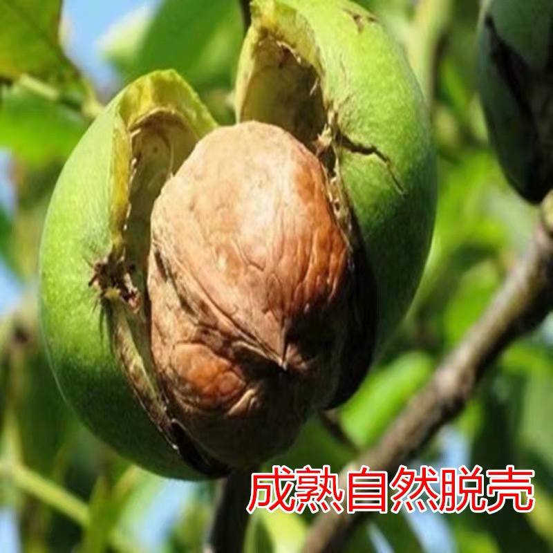 香玲核桃嫁接苗薄皮核桃当年结果现挖现卖包成活