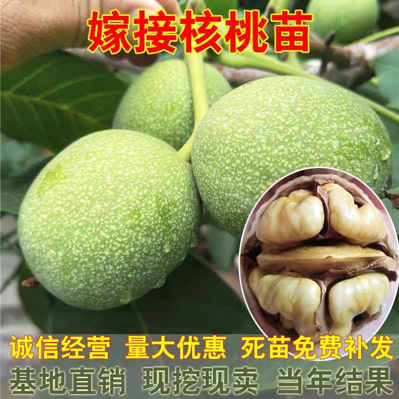 香玲核桃嫁接苗薄皮核桃当年结果现挖现卖包成活