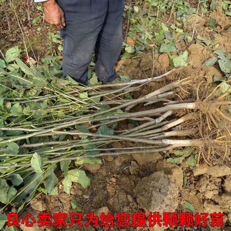 香玲核桃嫁接苗薄皮核桃当年结果现挖现卖包成活