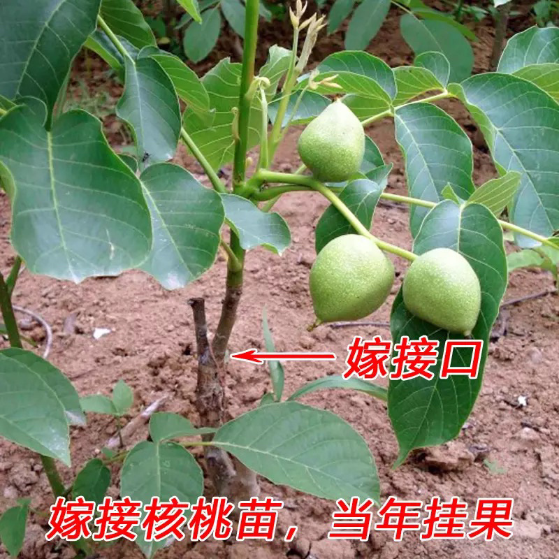 香玲核桃嫁接苗薄皮核桃当年结果现挖现卖包成活