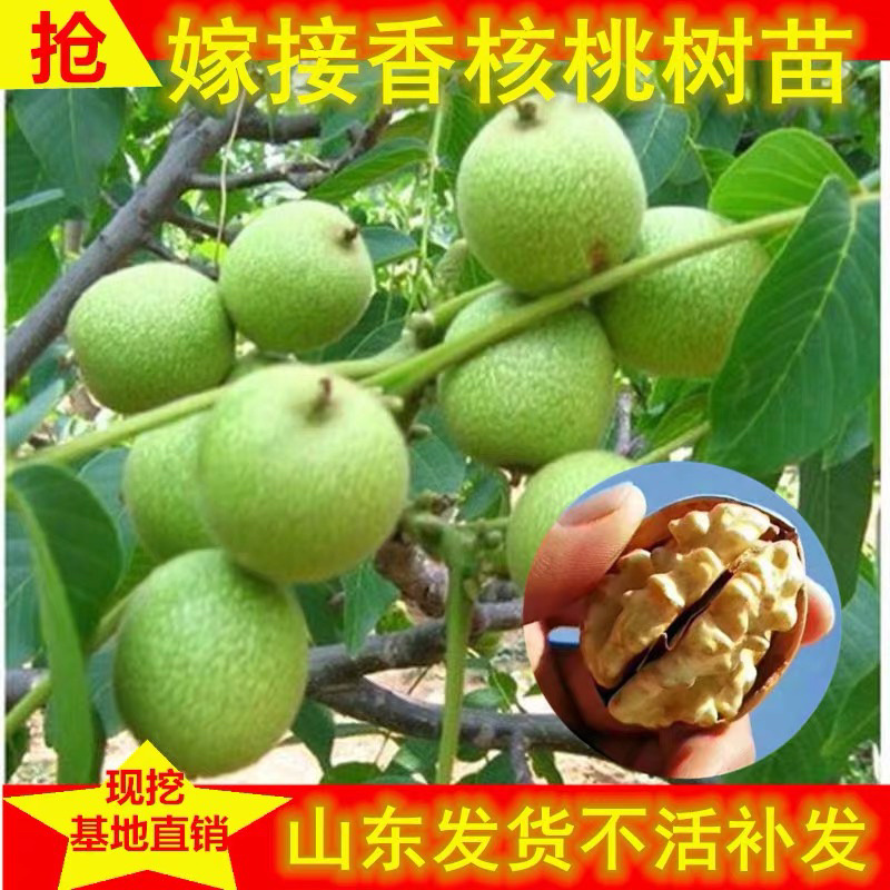 香玲核桃嫁接苗薄皮核桃当年结果现挖现卖包成活