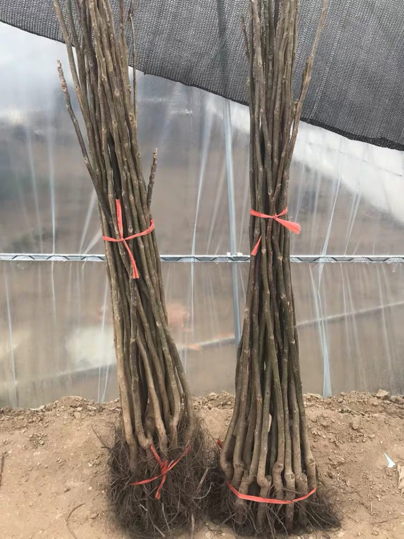 香玲核桃嫁接苗薄皮核桃当年结果现挖现卖包成活