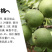 香玲核桃嫁接苗薄皮核桃当年结果现挖现卖包成活