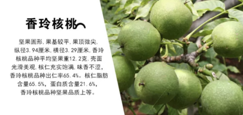 香玲核桃嫁接苗薄皮核桃当年结果现挖现卖包成活