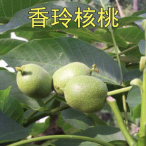 香玲核桃嫁接苗薄皮核桃当年结果现挖现卖包成活