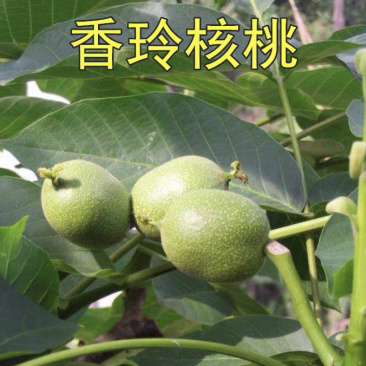 香玲核桃嫁接苗薄皮核桃当年结果现挖现卖包成活