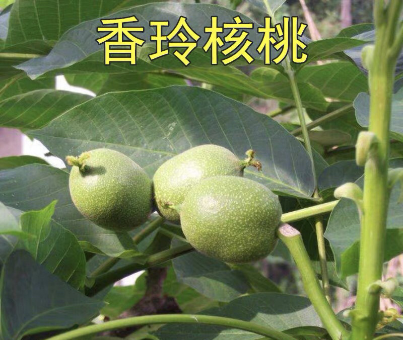 香玲核桃嫁接苗薄皮核桃当年结果现挖现卖包成活