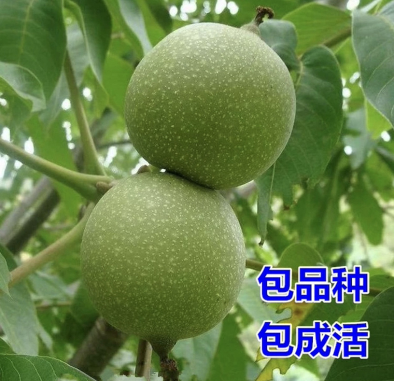 香玲核桃嫁接苗薄皮核桃当年结果现挖现卖包成活