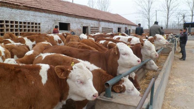 西门塔尔牛改良肉牛鲁西黄牛买十送一货到付款